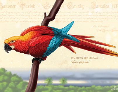 Jamaican Red Macaw (Ara gossei) - Reconstruction