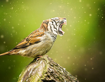 Tiger-Head Sparrow Photoshop Manipulation