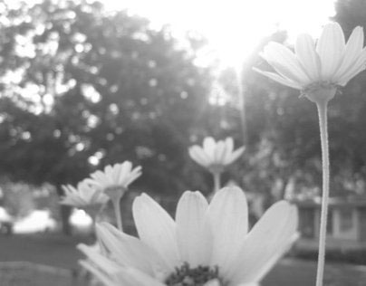 Flowers & Sunshine