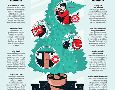 How to buy the best Christmas tree (Which? Magazine)