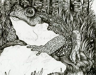 Frog (Book Illustration)