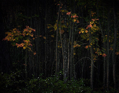 'In the dark side of the forest'