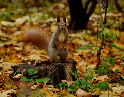 Squirrels in the autumn forest