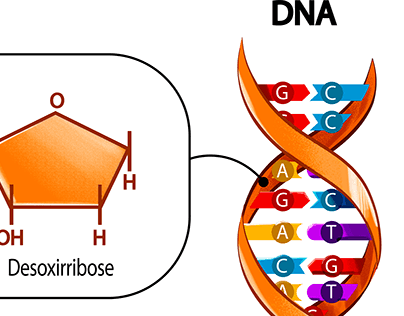 Genética ilustrada (material didático)