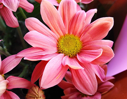 Flowers, bouquet,pink