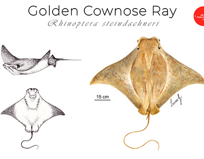 Gavilán dorado (Rhinoptera steindachneri)