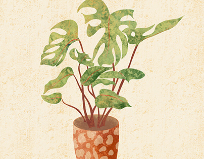 Potted Cheese Plant
