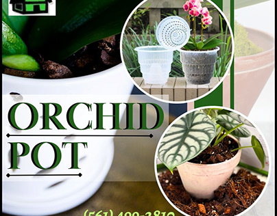 Keep your Orchid Clean and Healthy