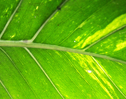 Patterned Taro Leaf Photography Background Texture