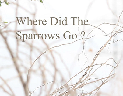 Where Did the Sparrows go ?