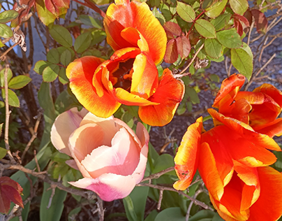 Three Orange and Yellow and One Pale Pink
Tulips