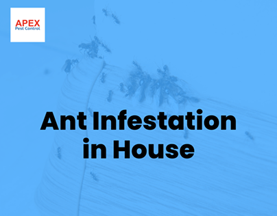 Ant Infestation in House