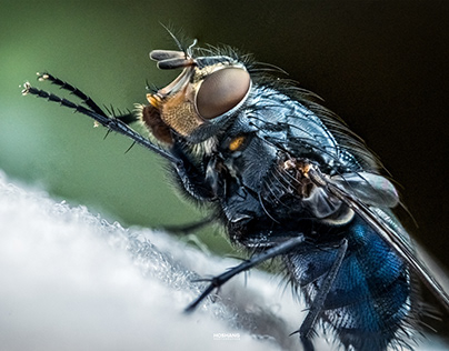 micro photography of fly