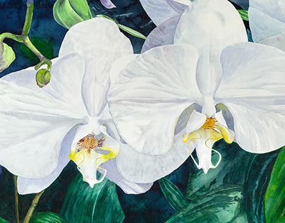 Two White Orchids painting