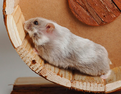 Campbell’s Dwarf Russian Hamster: Species Profile