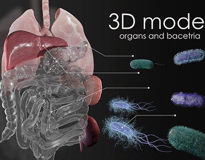 organs and becteria 3d modeling