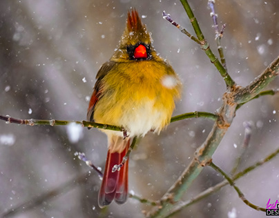 Snowstorm with Mama Cardinal
