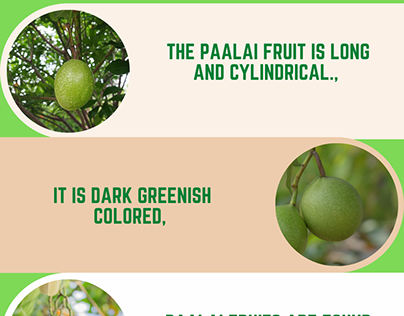 What is Paalai fruit ?