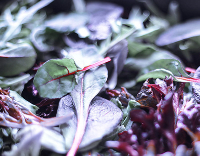 Spring Salad Leaves | Still Life Photography