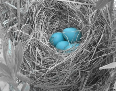 Robin egg blue eggs