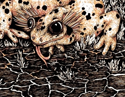 Salamander (Book Illustration)