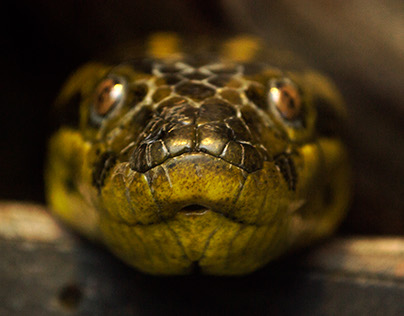Python morulus