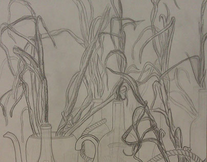 Garlic Stems Graphite Drawing (2012)