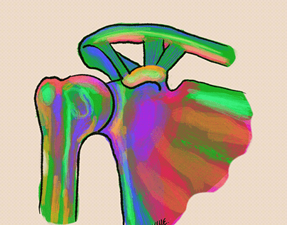 Shoulder joint with color.