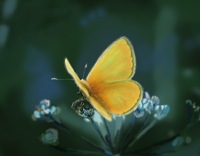 Butterfly, photoshop, graphic tablet