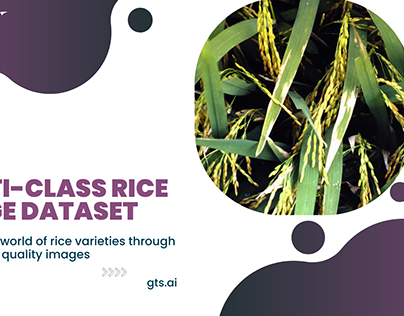 Multi-Class Rice Image Dataset