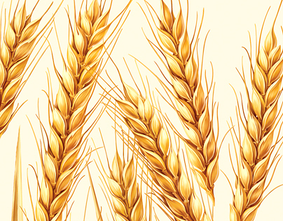 Wheat illustration