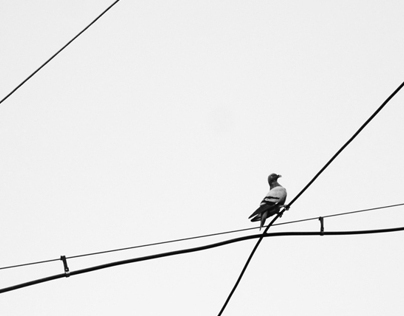 Pigeons and Lines
