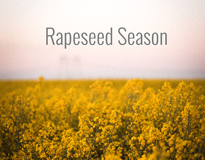 Rapeseed Season