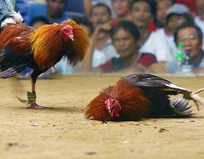Sabong bets cockfighting