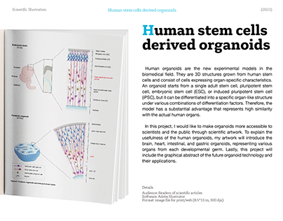 Human stem cells derived organoids