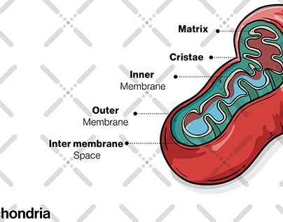 Human Cell Mitochondria Organelle Structure.