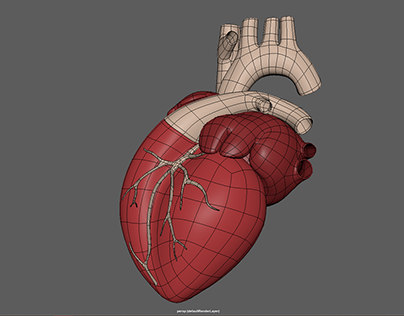 Human Heart 3D model