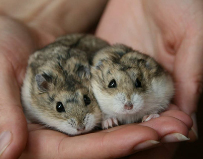 Is a Hamster the Right Pet for You?