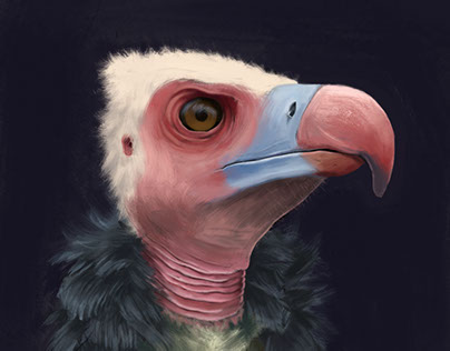 Vulture Study