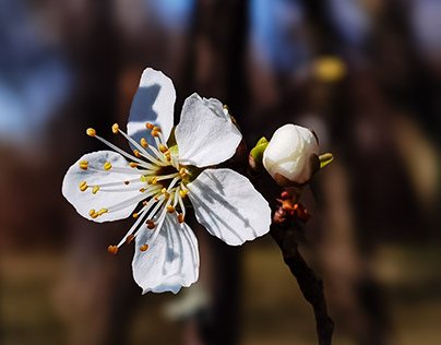 Schlehdorn Prunus spinosa