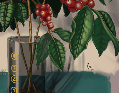 Coffee Plant Illustrations