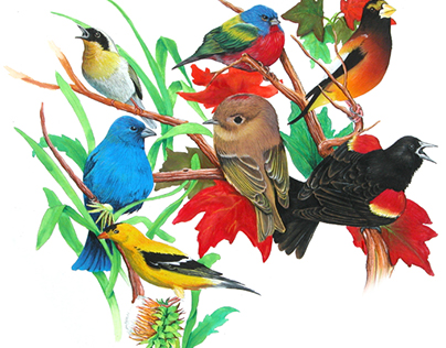 Wildlife Illustration Birds