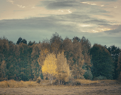 Landscape with birch