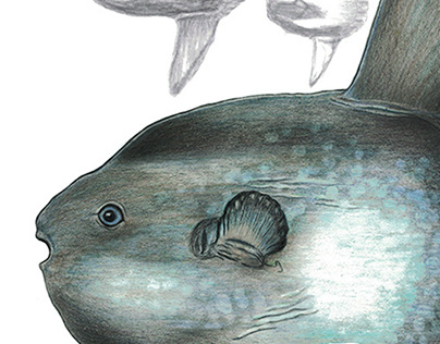 Ocean Sunfish - Scientific Illustration