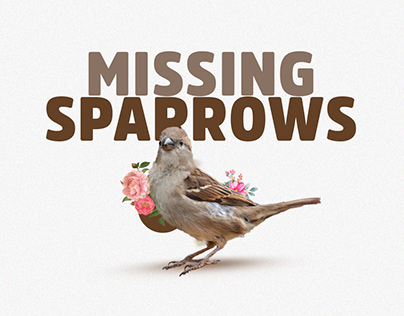 Missing Sparrows