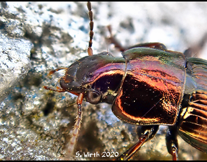 Carabid beetle Harpalus affinis