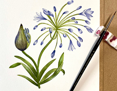 Agapanthus in watercolor and gouache