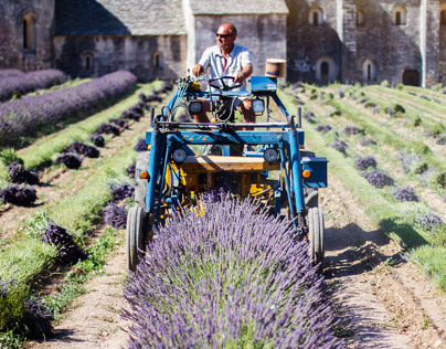 Lavender Harvest