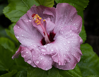 Monsoon Soul Blossom