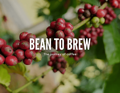 Bean to Brew - Coffee processing short video